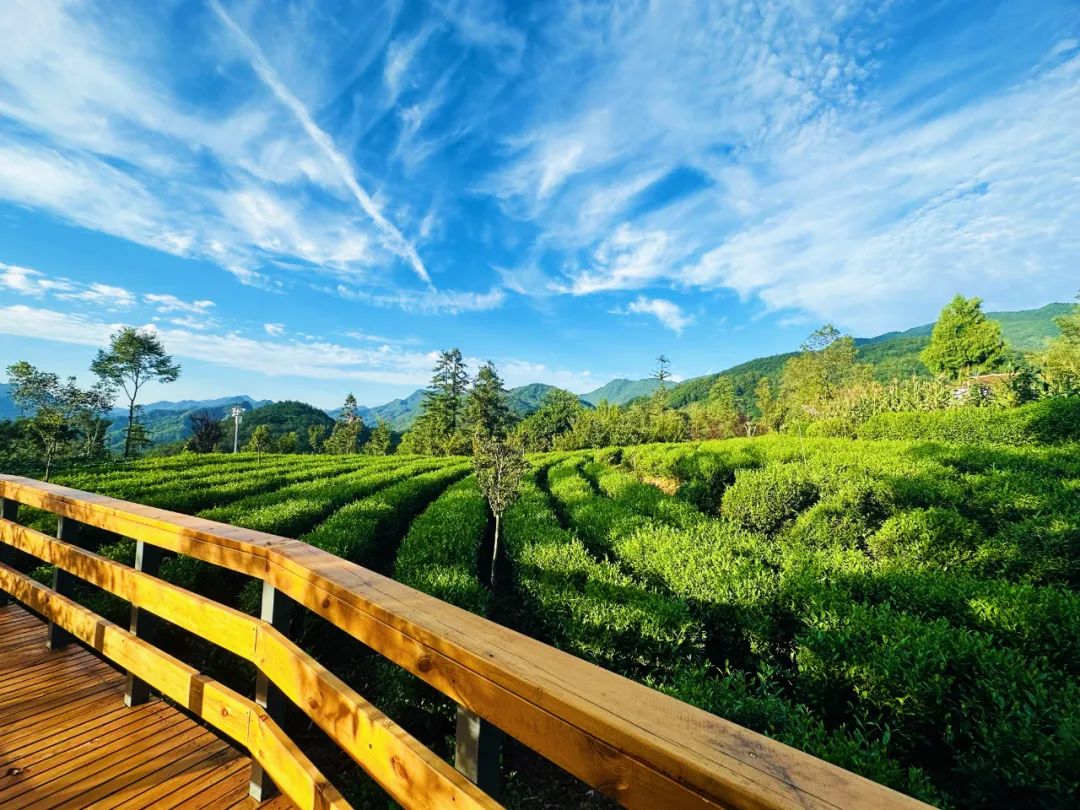 2025汉中镇巴春日盛宴，解锁油菜花海文旅新玩法！