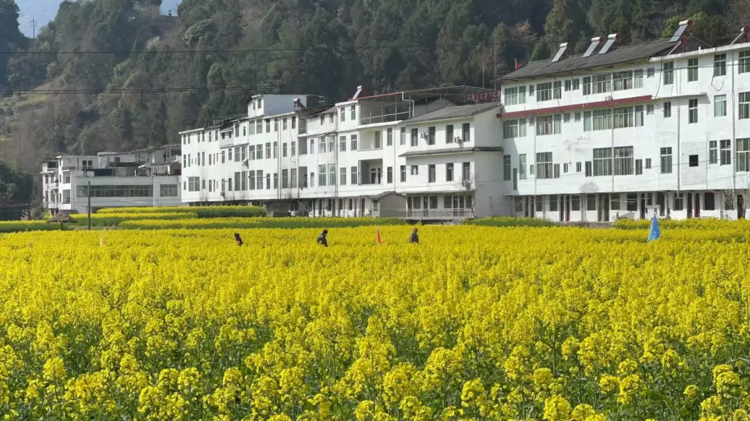 2025汉中镇巴春日盛宴，解锁油菜花海文旅新玩法！