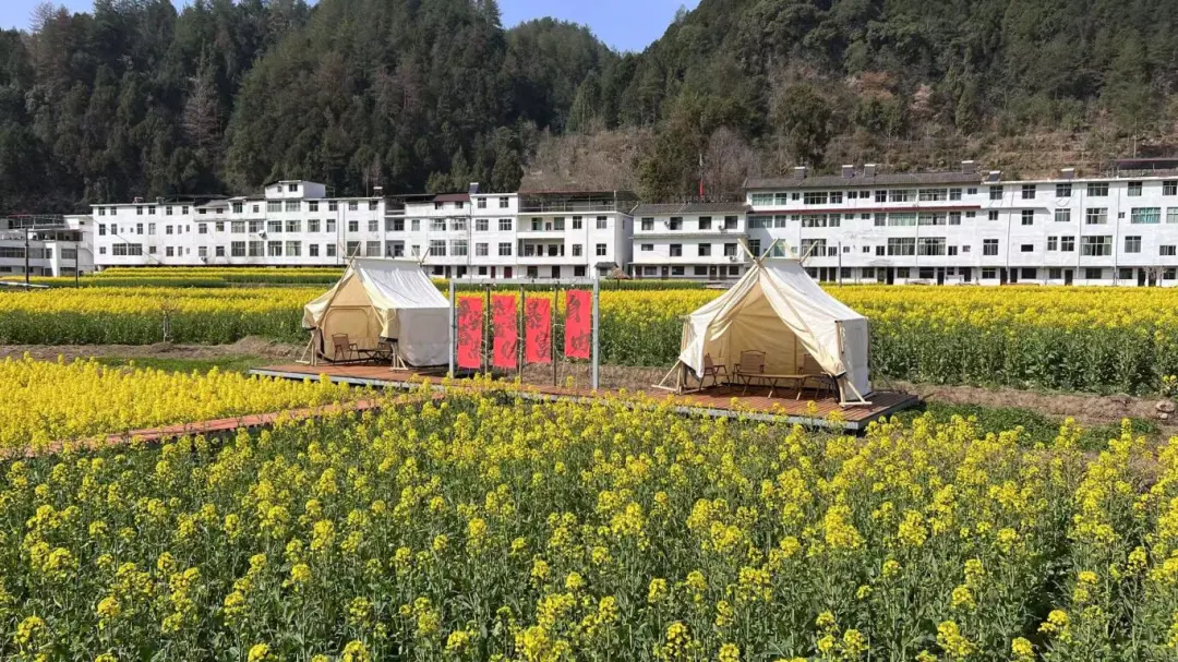 2025汉中镇巴春日盛宴，解锁油菜花海文旅新玩法！